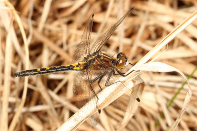 Dot-Tailed Whiteface ♂