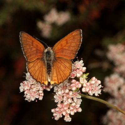 Gorgon Copper ♂