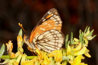 Leanira Checkerspot