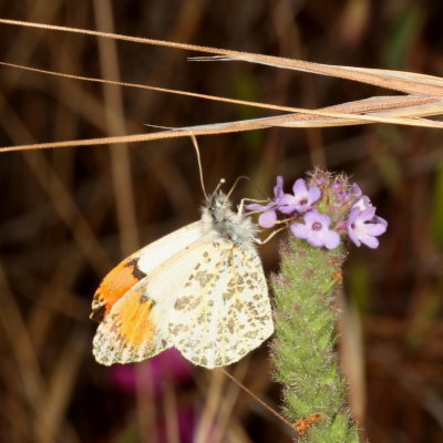 Sara Orangetip