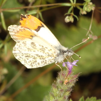 Sara Orangetip