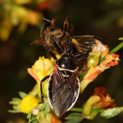 Apiomerus californicus : California Bee Assassin