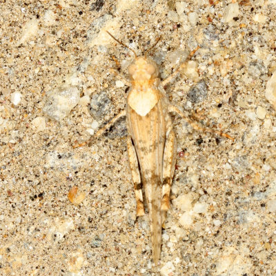 Genus Trimerotropis