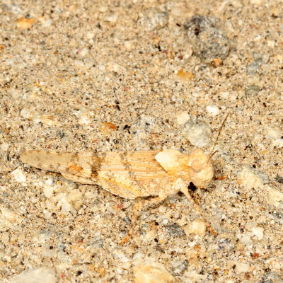 Genus Trimerotropis