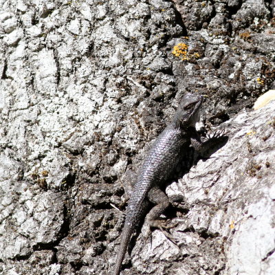 Coast Range Fence Lizard ♂