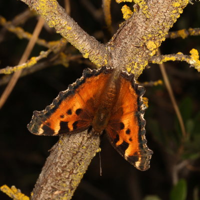 California Tortoiseshell