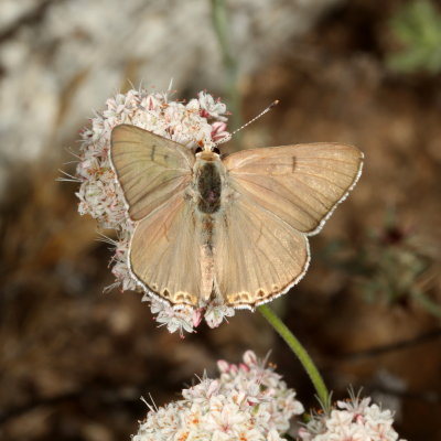 Great Copper ♂