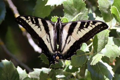 Pale Swallowtail