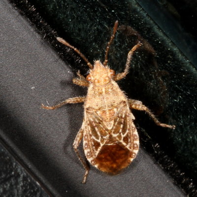 Arhyssus crassus / tentative