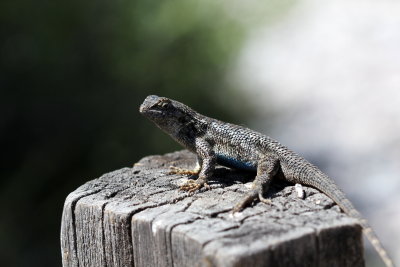 Coast Range Fence Lizard ♂