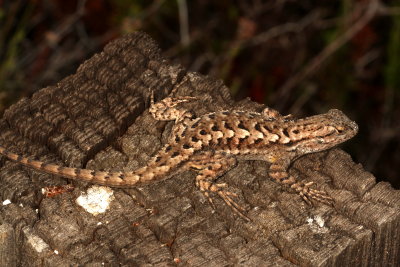 Coast Range Fence Lizard