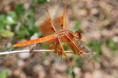 Flame Skimmer