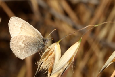 California Ringlet