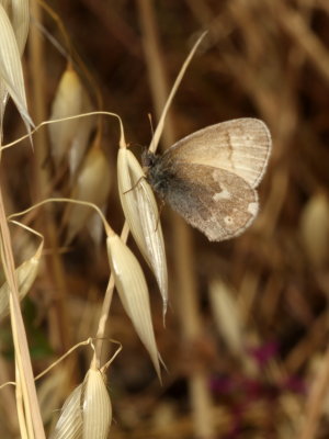 California Ringlet