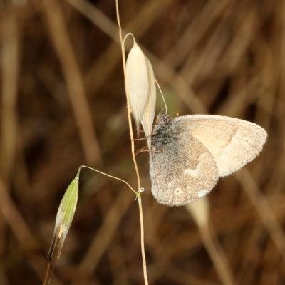 California Ringlet