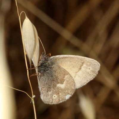 California Ringlet