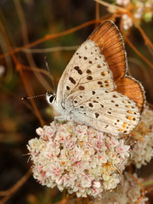 Gorgon Copper ♂