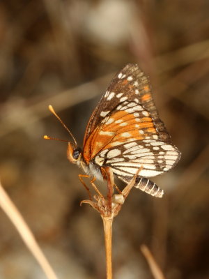 Leanira Checkerspot