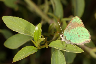 Bramble Hairstreak