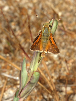Columbian Skipper