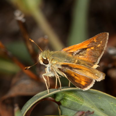 Columbian Skipper
