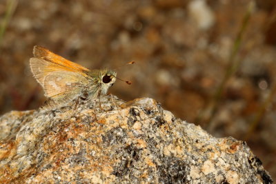Columbian Skipper