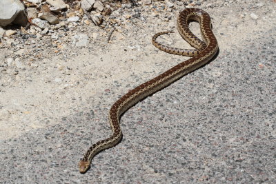 Pacific Gopher Snake : Pituophis catenifer catenifer