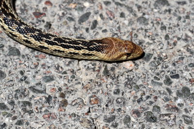 Pacific Gopher Snake : Pituophis catenifer catenifer