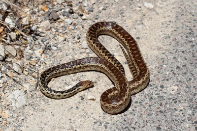 Pacific Gopher Snake : Pituophis catenifer catenifer
