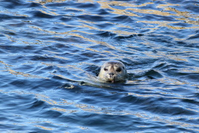 Harbor Seal