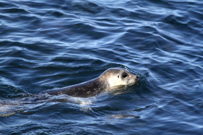 Harbor Seal