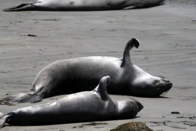 Northern Elephant Seal