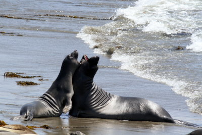 Northern Elephant Seal