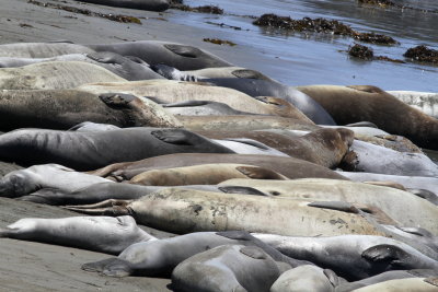 Northern Elephant Seal