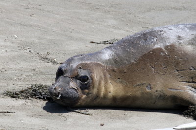 Northern Elephant Seal