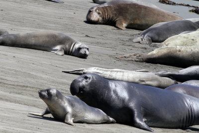 Northern Elephant Seal