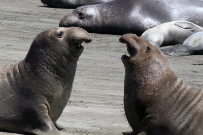 Northern Elephant Seal
