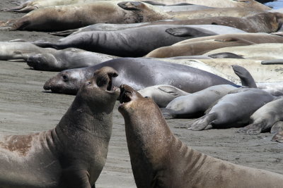 Northern Elephant Seal
