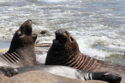 Northern Elephant Seal