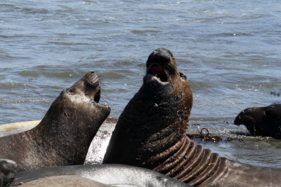 Northern Elephant Seal