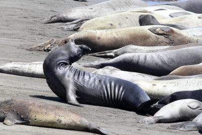 Northern Elephant Seal