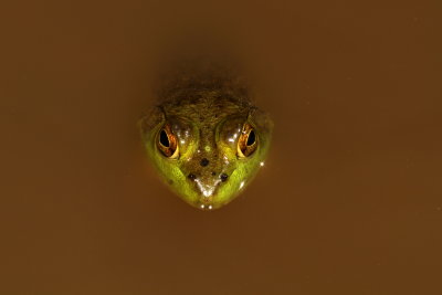 Green Frog