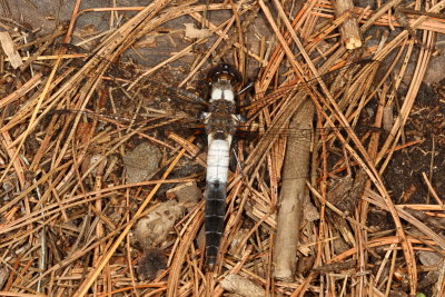 Chalk-fronted Corporal