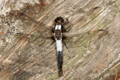 Chalk-fronted Corporal