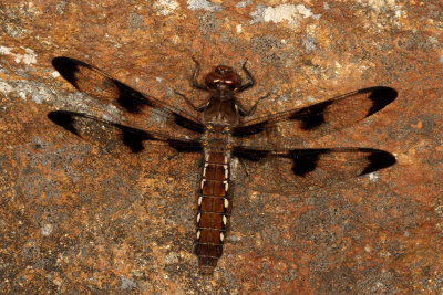 Common Whitetail  ♀
