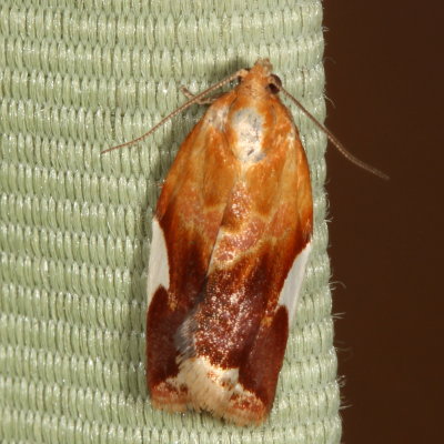 Hodges#3682 * White Triangle Tortrix * Clepsis persicana