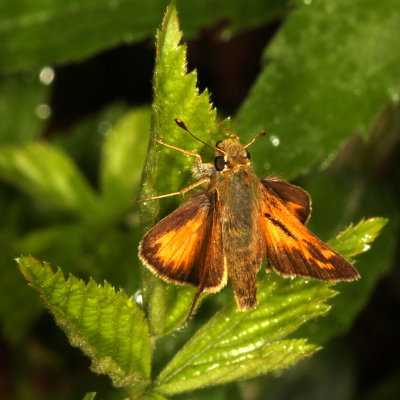 Indian Skipper