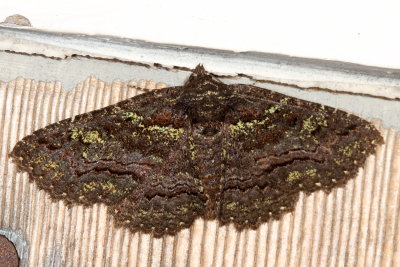 Hodges#8694 * Green-dusted Zale * Zale aeruginosa