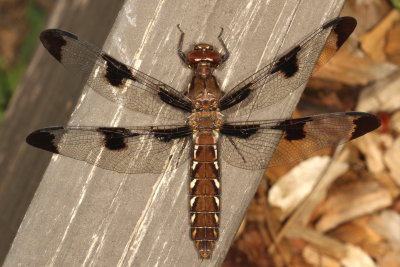 Common Whitetail  ♀