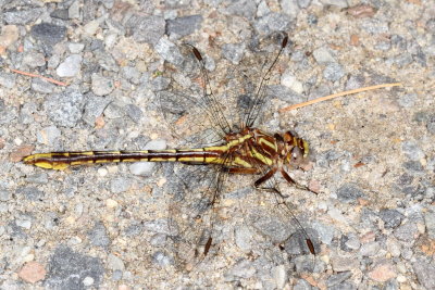 Lancet Clubtail